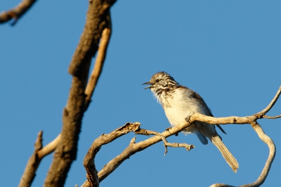 <i class='fa fa-user'></i>&nbsp;Kees de Jager&nbsp;|   Gestreepte Honingeter&nbsp; <i class='fa fa-eye'>&nbsp;183</i> &nbsp; <i class='fa fa-comment-o'>&nbsp;1</i>