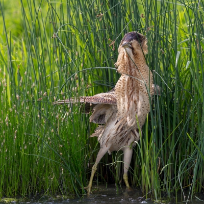 <i class='fa fa-user'></i>&nbsp;ep&nbsp;|   Roerdomp&nbsp; <i class='fa fa-eye'>&nbsp;727</i> &nbsp;<i class='fa fa-thumbs-up'>&nbsp;3</i> &nbsp; <i class='fa fa-comment-o'>&nbsp;15</i>