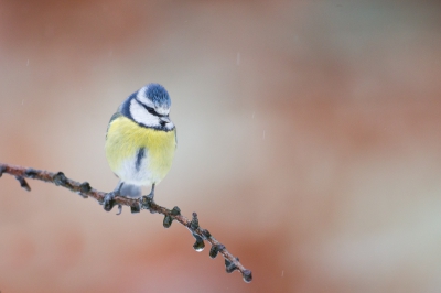 <i class='fa fa-user'></i>&nbsp;Gert-Jan Cromwijk&nbsp;|   Pimpelmees&nbsp; <i class='fa fa-eye'>&nbsp;479</i> &nbsp;<i class='fa fa-thumbs-up'>&nbsp;7</i> &nbsp; <i class='fa fa-comment-o'>&nbsp;19</i>