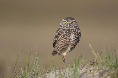 <i class='fa fa-user'></i>&nbsp;Hans Overduin&nbsp;|   Holenuil&nbsp; <i class='fa fa-eye'>&nbsp;588</i> &nbsp;<i class='fa fa-thumbs-up'>&nbsp;20</i> &nbsp; <i class='fa fa-comment-o'>&nbsp;24</i>