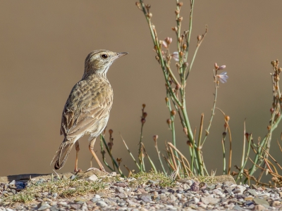 <i class='fa fa-user'></i>&nbsp;Paul van Giersbergen&nbsp;|   Australische Pieper&nbsp; <i class='fa fa-eye'>&nbsp;241</i> &nbsp;<i class='fa fa-thumbs-up'>&nbsp;1</i> &nbsp; <i class='fa fa-comment-o'>&nbsp;2</i>