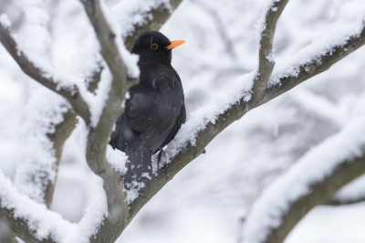 <i class='fa fa-user'></i>&nbsp;Wil Doorn-Meijne&nbsp;|   Merel&nbsp; <i class='fa fa-eye'>&nbsp;369</i> &nbsp; <i class='fa fa-comment-o'>&nbsp;8</i>