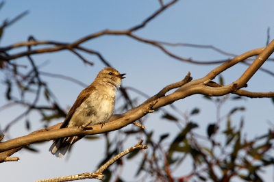 <i class='fa fa-user'></i>&nbsp;Kees de Jager&nbsp;|   Witstaartvliegenvanger&nbsp; <i class='fa fa-eye'>&nbsp;174</i> &nbsp; <i class='fa fa-comment-o'>&nbsp;1</i>