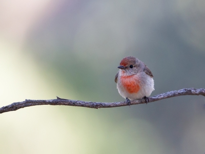 <i class='fa fa-user'></i>&nbsp;Paul van Giersbergen&nbsp;|   Roodkapvliegenvanger&nbsp; <i class='fa fa-eye'>&nbsp;319</i> &nbsp;<i class='fa fa-thumbs-up'>&nbsp;3</i> &nbsp; <i class='fa fa-comment-o'>&nbsp;8</i>