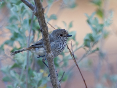 <i class='fa fa-user'></i>&nbsp;Paul van Giersbergen&nbsp;|   Roodstuitdoornsnavel&nbsp; <i class='fa fa-eye'>&nbsp;249</i> &nbsp;<i class='fa fa-thumbs-up'>&nbsp;1</i> &nbsp; <i class='fa fa-comment-o'>&nbsp;15</i>