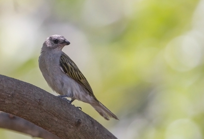 <i class='fa fa-user'></i>&nbsp;charlysax&nbsp;|   Kleine Honingspeurder&nbsp; <i class='fa fa-eye'>&nbsp;285</i> &nbsp; <i class='fa fa-comment-o'>&nbsp;2</i>