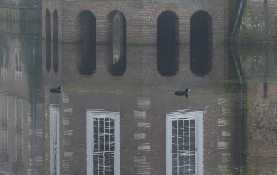 <i class='fa fa-user'></i>&nbsp;sieb&nbsp;|   Meerkoet&nbsp; <i class='fa fa-eye'>&nbsp;492</i> &nbsp;<i class='fa fa-thumbs-up'>&nbsp;10</i> &nbsp; <i class='fa fa-comment-o'>&nbsp;14</i>