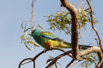 <i class='fa fa-user'></i>&nbsp;Kees de Jager&nbsp;|   Regenboogparkiet&nbsp; <i class='fa fa-eye'>&nbsp;254</i> &nbsp; <i class='fa fa-comment-o'>&nbsp;1</i>