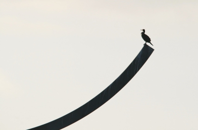 <i class='fa fa-user'></i>&nbsp;luutgroeneveld&nbsp;|   Aalscholver&nbsp; <i class='fa fa-eye'>&nbsp;474</i> &nbsp;<i class='fa fa-thumbs-up'>&nbsp;5</i> &nbsp; <i class='fa fa-comment-o'>&nbsp;14</i>