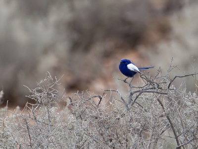 <i class='fa fa-user'></i>&nbsp;Paul van Giersbergen&nbsp;|   Witvleugelelfje&nbsp; <i class='fa fa-eye'>&nbsp;342</i> &nbsp; <i class='fa fa-comment-o'>&nbsp;2</i>
