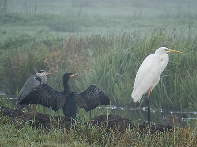 Mooi deze soorten zo dicht bij elkaar. De grote zilverreiger kwam er als laatste bij. Even gewacht tot de aalscholver zijn vleugels spreidde en naar rechts keek. Geen crop, verscherpt en levels aangepast voor wat meer contrast.