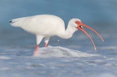 <i class='fa fa-user'></i>&nbsp;Hans Overduin&nbsp;|   Witte Ibis&nbsp; <i class='fa fa-eye'>&nbsp;440</i> &nbsp;<i class='fa fa-thumbs-up'>&nbsp;19</i> &nbsp; <i class='fa fa-comment-o'>&nbsp;18</i>