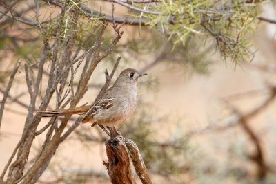 <i class='fa fa-user'></i>&nbsp;Kees de Jager&nbsp;|   Malleefluiter&nbsp; <i class='fa fa-eye'>&nbsp;243</i> &nbsp;<i class='fa fa-thumbs-up'>&nbsp;1</i> &nbsp; <i class='fa fa-comment-o'>&nbsp;5</i>