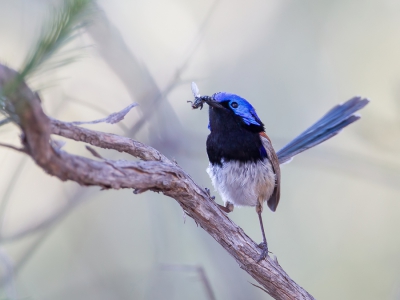 <i class='fa fa-user'></i>&nbsp;Paul van Giersbergen&nbsp;|   Roestschouderelfje&nbsp; <i class='fa fa-eye'>&nbsp;254</i> &nbsp; <i class='fa fa-comment-o'>&nbsp;2</i>