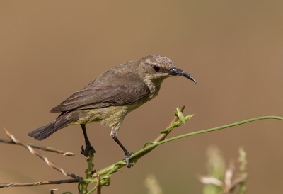 <i class='fa fa-user'></i>&nbsp;charlysax&nbsp;|   Ornaathoningzuiger&nbsp; <i class='fa fa-eye'>&nbsp;322</i> &nbsp; <i class='fa fa-comment-o'>&nbsp;2</i>