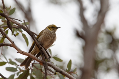 <i class='fa fa-user'></i>&nbsp;Kees de Jager&nbsp;|   Malleehoningeter&nbsp; <i class='fa fa-eye'>&nbsp;168</i> &nbsp; <i class='fa fa-comment-o'>&nbsp;0</i>