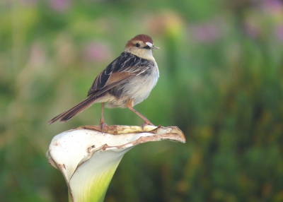 <i class='fa fa-user'></i>&nbsp;sieb&nbsp;|   Valleigraszanger&nbsp; <i class='fa fa-eye'>&nbsp;357</i> &nbsp; <i class='fa fa-comment-o'>&nbsp;5</i>