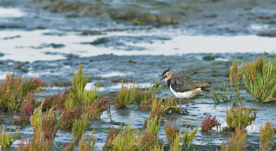Een kievit op de Waddenzee had ik nog niet vaak gezien. Tussen het zeekraal scharrelden een aantal hun kostje bij elkaar.