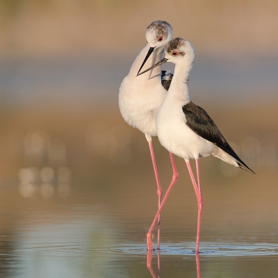 <i class='fa fa-user'></i>&nbsp;Eric van Roon&nbsp;|   Steltkluut&nbsp; <i class='fa fa-eye'>&nbsp;560</i> &nbsp;<i class='fa fa-thumbs-up'>&nbsp;23</i> &nbsp; <i class='fa fa-comment-o'>&nbsp;18</i>