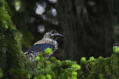 <i class='fa fa-user'></i>&nbsp;Gerard Visser&nbsp;|   Notenkraker&nbsp; <i class='fa fa-eye'>&nbsp;437</i> &nbsp;<i class='fa fa-thumbs-up'>&nbsp;6</i> &nbsp; <i class='fa fa-comment-o'>&nbsp;13</i>