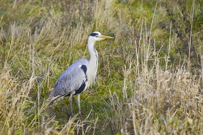 Vandaag was het dan eindelijk weer eens weer met wat meer licht zodat de omstandigheden voor fotograferen weer normaal waren.
Deze reiger dus op de plaat.