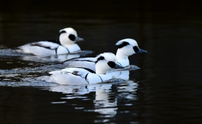 <i class='fa fa-user'></i>&nbsp;Ruud Scherpenisse&nbsp;|   Nonnetje&nbsp; <i class='fa fa-eye'>&nbsp;684</i> &nbsp;<i class='fa fa-thumbs-up'>&nbsp;2</i> &nbsp; <i class='fa fa-comment-o'>&nbsp;6</i>