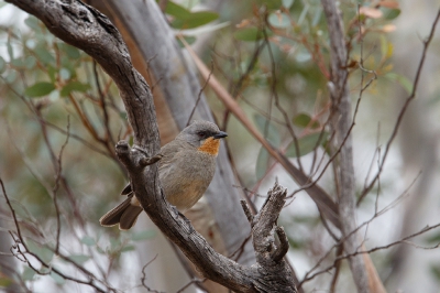 <i class='fa fa-user'></i>&nbsp;Kees de Jager&nbsp;|   Zwartteugelfluiter&nbsp; <i class='fa fa-eye'>&nbsp;214</i> &nbsp; <i class='fa fa-comment-o'>&nbsp;1</i>