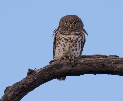 <i class='fa fa-user'></i>&nbsp;peterh50&nbsp;|   Kaapse Dwerguil&nbsp; <i class='fa fa-eye'>&nbsp;378</i> &nbsp; <i class='fa fa-comment-o'>&nbsp;6</i>