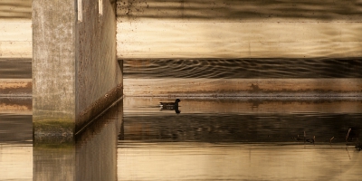 <i class='fa fa-user'></i>&nbsp;P.Teune&nbsp;|   Waterhoen&nbsp; <i class='fa fa-eye'>&nbsp;418</i> &nbsp;<i class='fa fa-thumbs-up'>&nbsp;20</i> &nbsp; <i class='fa fa-comment-o'>&nbsp;17</i>