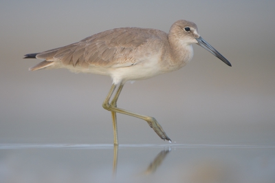 <i class='fa fa-user'></i>&nbsp;Hans Overduin&nbsp;|   Oostelijke Willet&nbsp; <i class='fa fa-eye'>&nbsp;487</i> &nbsp;<i class='fa fa-thumbs-up'>&nbsp;6</i> &nbsp; <i class='fa fa-comment-o'>&nbsp;12</i>