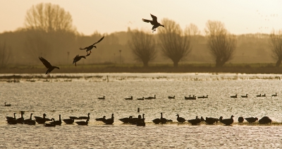 Door het geluid van een vliegtuigje gingen de kolganzen op de wieken. Ze kwamen precies mijn kant op gevlogen. Ik kon ze hier in tegenlicht fotograferen terwijl ze net de landing aan het inzetten waren.