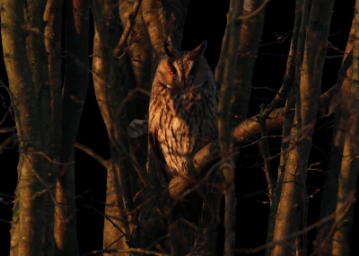 <i class='fa fa-user'></i>&nbsp;Gejo Wassink&nbsp;|   Ransuil&nbsp; <i class='fa fa-eye'>&nbsp;630</i> &nbsp;<i class='fa fa-thumbs-up'>&nbsp;2</i> &nbsp; <i class='fa fa-comment-o'>&nbsp;21</i>