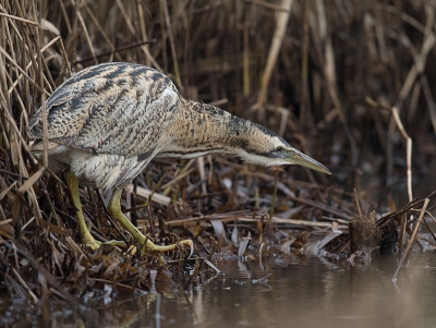 <i class='fa fa-user'></i>&nbsp;Wilfried Solarz&nbsp;|   Roerdomp&nbsp; <i class='fa fa-eye'>&nbsp;544</i> &nbsp;<i class='fa fa-thumbs-up'>&nbsp;7</i> &nbsp; <i class='fa fa-comment-o'>&nbsp;16</i>