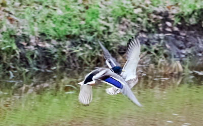 Foto gemaakt aan het kanaal Almelo/Nordhorn in Albergen.