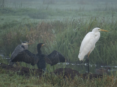 Deze 3 vogels zo bij elkaar in de mist zie je niet vaak. Even gewacht tot de aalscholver zijn vleugels spreidde en naar rechts keek