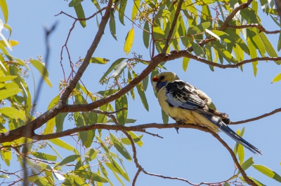 <i class='fa fa-user'></i>&nbsp;Kees de Jager&nbsp;|   Pennantrosella&nbsp; <i class='fa fa-eye'>&nbsp;201</i> &nbsp; <i class='fa fa-comment-o'>&nbsp;0</i>