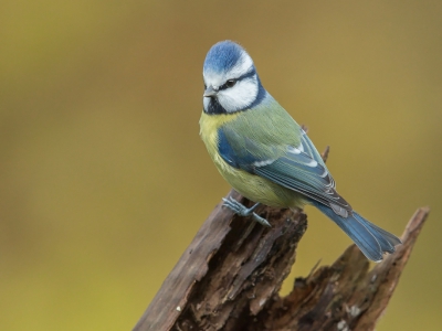 Als de bladeren verkleuren in de herfst zorgt dat dikwijls voor fraaie geeltinten in de achtergrond. Aan pimpelmezen geen gebrek hier en meestal besteed ik er niet veel aandacht meer aan maar dit exemplaar deed zo zijn best dat ik er toch een serie van gemaakt heb.