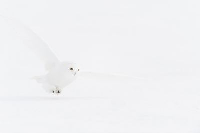 <i class='fa fa-user'></i>&nbsp;manu&nbsp;|   Sneeuwuil&nbsp; <i class='fa fa-eye'>&nbsp;553</i> &nbsp;<i class='fa fa-thumbs-up'>&nbsp;4</i> &nbsp; <i class='fa fa-comment-o'>&nbsp;10</i>