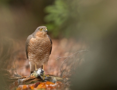 vandaag in een vogelhut gezetten en daar deze Sperwer met prooi kunnen vastleggen.