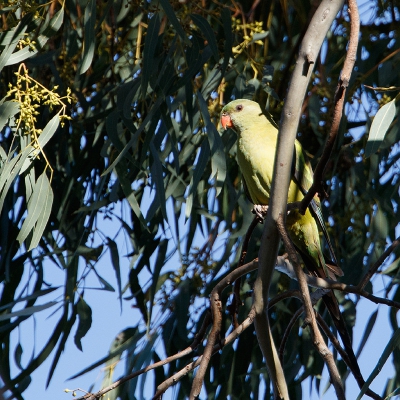 <i class='fa fa-user'></i>&nbsp;Kees de Jager&nbsp;|   Regentparkiet&nbsp; <i class='fa fa-eye'>&nbsp;209</i> &nbsp; <i class='fa fa-comment-o'>&nbsp;0</i>