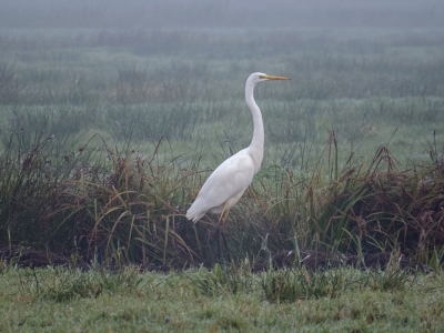 Mistige ochtend in de oostpolder bij het Zuidlaardermeer. Je struikelt hier bijna over de gr zilverreigers, maar zo in de mist op een druilerige ochtend levert het een sfeervol plaatje op.