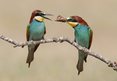 <i class='fa fa-user'></i>&nbsp;Eric van Roon&nbsp;|   Bijeneter&nbsp; <i class='fa fa-eye'>&nbsp;492</i> &nbsp;<i class='fa fa-thumbs-up'>&nbsp;3</i> &nbsp; <i class='fa fa-comment-o'>&nbsp;7</i>