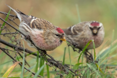 <i class='fa fa-user'></i>&nbsp;Rijn B�cude&nbsp;|   Grote Barmsijs&nbsp; <i class='fa fa-eye'>&nbsp;762</i> &nbsp;<i class='fa fa-thumbs-up'>&nbsp;13</i> &nbsp; <i class='fa fa-comment-o'>&nbsp;15</i>