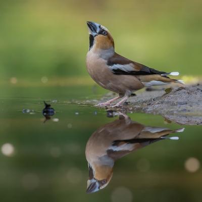 Door de extreme droogte deze zomer waren de omstandigheden ideaal om wat tijd in een boshut met drinkvijver door te brengen. Bij deze drinkende appelvink vond ik de bokeh wel geslaagd.