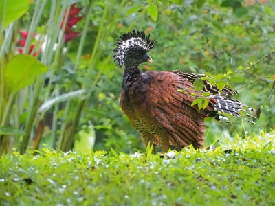 <i class='fa fa-user'></i>&nbsp;guido mwm&nbsp;|   Bruine Hokko&nbsp; <i class='fa fa-eye'>&nbsp;267</i> &nbsp; <i class='fa fa-comment-o'>&nbsp;6</i>