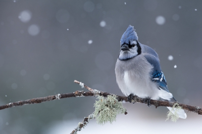 <i class='fa fa-user'></i>&nbsp;jan Luit&nbsp;|   Blauwe Gaai&nbsp; <i class='fa fa-eye'>&nbsp;466</i> &nbsp;<i class='fa fa-thumbs-up'>&nbsp;5</i> &nbsp; <i class='fa fa-comment-o'>&nbsp;10</i>