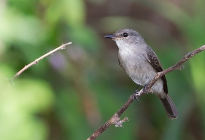 <i class='fa fa-user'></i>&nbsp;charlysax&nbsp;|   Moerasvliegenvanger&nbsp; <i class='fa fa-eye'>&nbsp;283</i> &nbsp; <i class='fa fa-comment-o'>&nbsp;3</i>