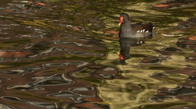 <i class='fa fa-user'></i>&nbsp;pabos&nbsp;|   Waterhoen&nbsp; <i class='fa fa-eye'>&nbsp;297</i> &nbsp;<i class='fa fa-thumbs-up'>&nbsp;1</i> &nbsp; <i class='fa fa-comment-o'>&nbsp;5</i>