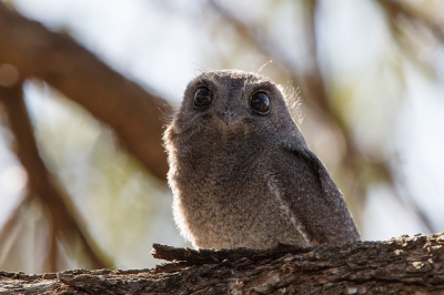 <i class='fa fa-user'></i>&nbsp;Kees de Jager&nbsp;|   Australische Dwergnachtzwaluw&nbsp; <i class='fa fa-eye'>&nbsp;220</i> &nbsp; <i class='fa fa-comment-o'>&nbsp;2</i>