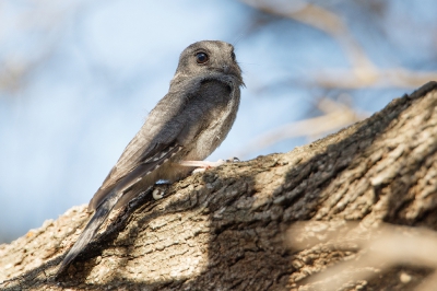 <i class='fa fa-user'></i>&nbsp;Kees de Jager&nbsp;|   Australische Dwergnachtzwaluw&nbsp; <i class='fa fa-eye'>&nbsp;259</i> &nbsp; <i class='fa fa-comment-o'>&nbsp;3</i>